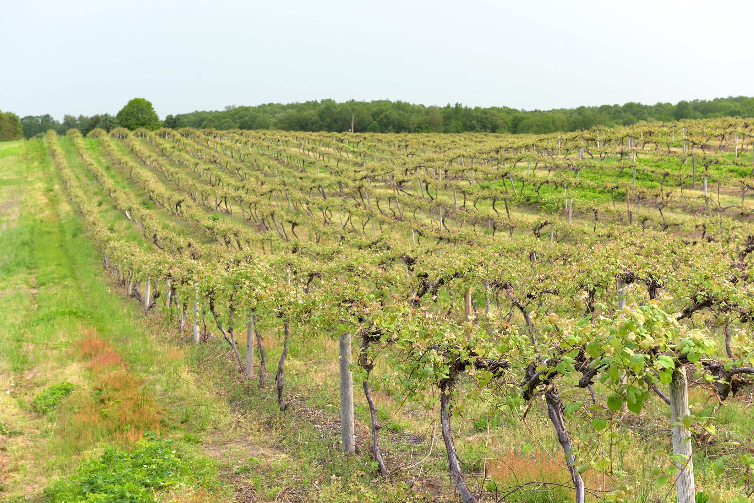 Concord Grapes in Van Buren County, Michigan farmland - LAND AUCTION - 194+/- ACRES OFFERED IN 5 TRACTS IN VAN BUREN COUNTY, MICHIGAN